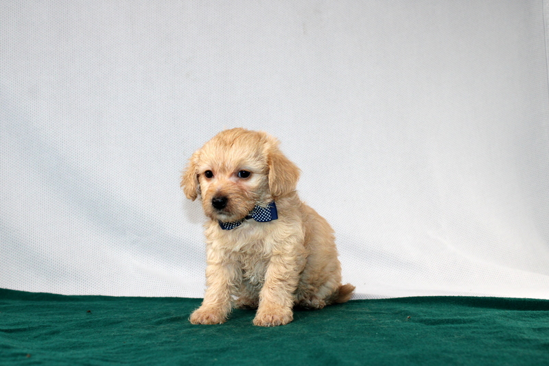 puppy, for, sale, Morki-Poo, Matthew B. Stoltzfus, dog, breeder, Gap, PA, dog-breeder, puppy-for-sale, forsale, nearby, find, puppyfind, locator, puppylocator, aca